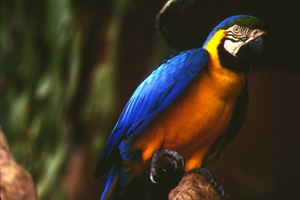 VB图像处理之图像的亮度对比度调整 - 软件测